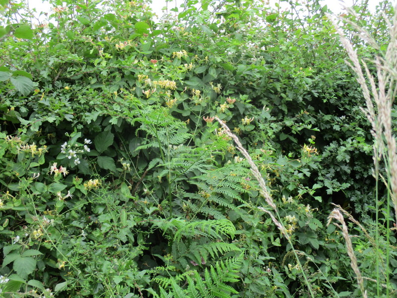 hedgerow-8